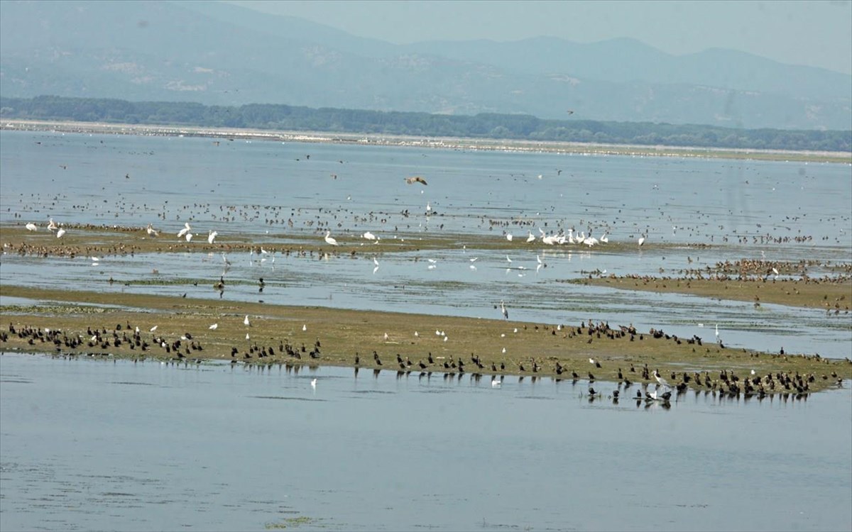 Σέρρες: Η «Κερκίνη των κύκνων»- η λίμνη άρχισε να υποδέχεται τους φτερωτούς επισκέπτες του χειμώνα